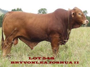 Bryvonlea Joshua II